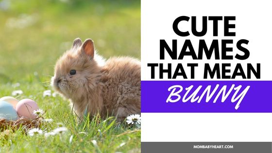image of names that mean bunny
